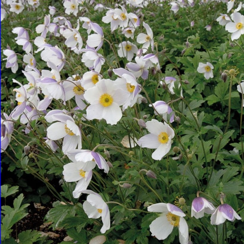 Anemone Wild Swan - Japan-Herbst-Anemone (Hafen)