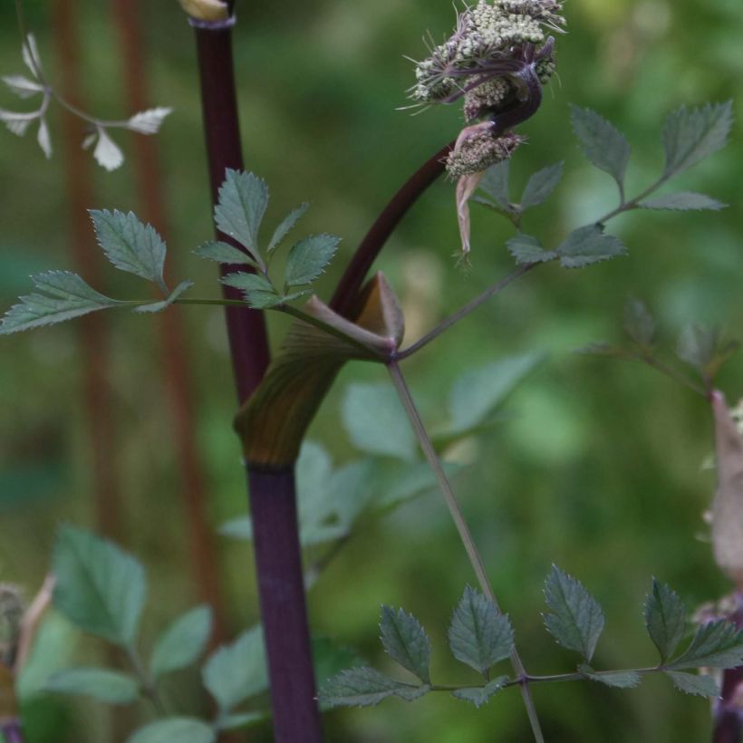 Angelica sylvestris Vicar's Mead - Wald-Engelwurz (Laub)