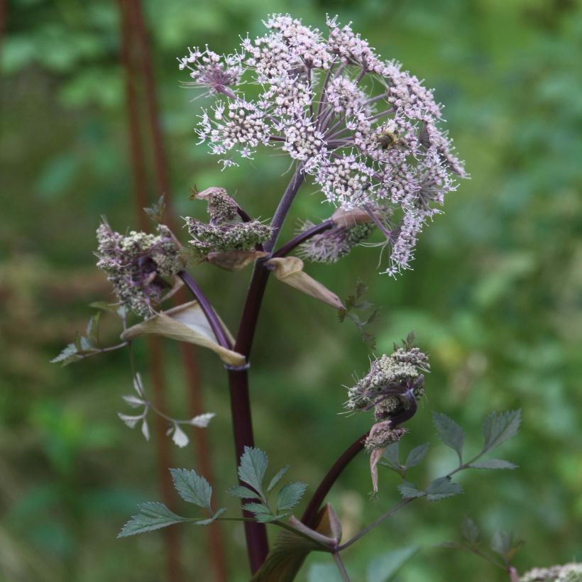 Angelica sylvestris Vicar's Mead - Wald-Engelwurz (Blüte)