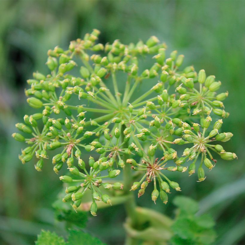 Angelica pachycarpa - Iberische Engelwurz (Blüte)