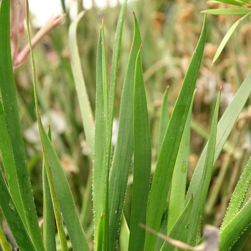 Anigozanthos flavidus Bush Pearl - Känguruhblume (Laub)