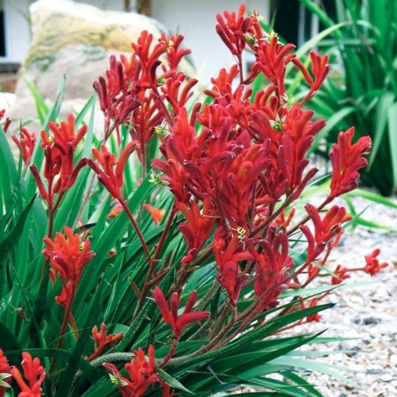 Anigozanthos flavidus Bush Inferno - Känguruhblume (Hafen)