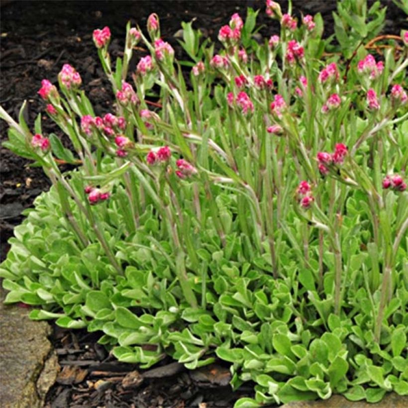 Antennaria dioica Rubra - Gemeines Katzenpfötchen (Hafen)