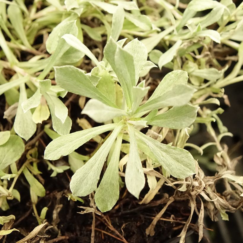 Antennaria dioica Rubra - Gemeines Katzenpfötchen (Laub)