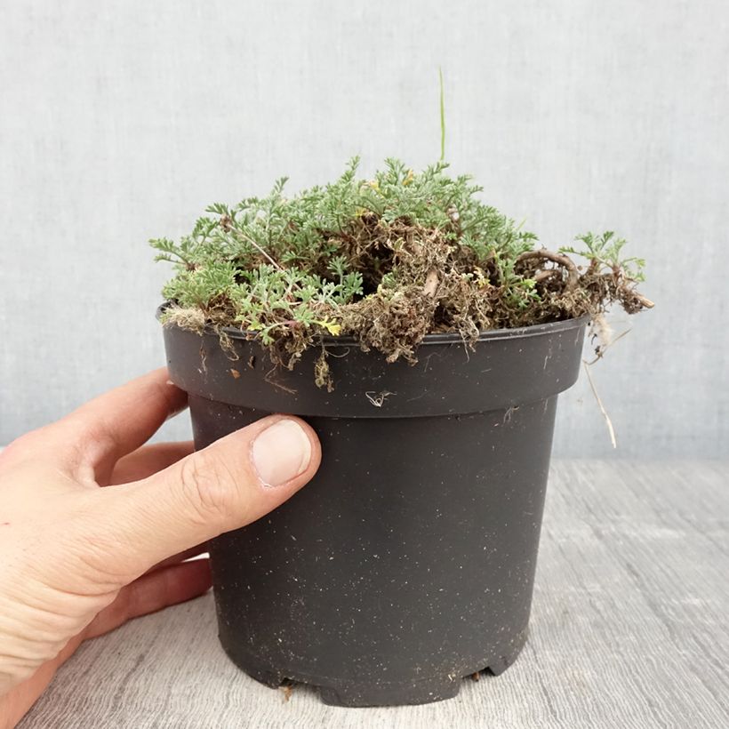 Exemplar von Anthemis carpatica Karpatenschnee - Camomille des monts Carpates Karpatenschnee en pot de 2L/3L wie im Frühjahr geliefert