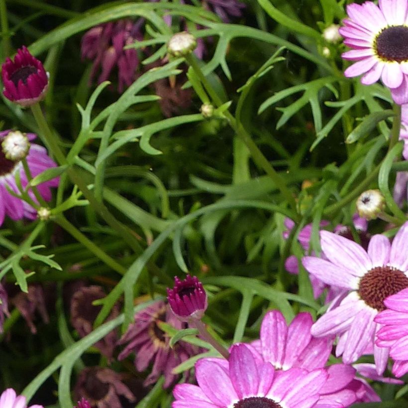 Kanarische Strauch-Margerite Grandaisy Pink Tourmaline - Argyranthemum (Laub)