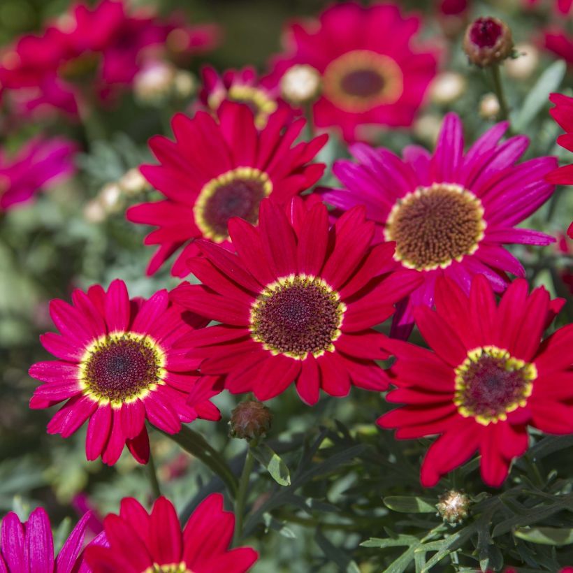 Kanarische Strauch-Margerite Grandaisy Ruby - Argyranthemum (Blüte)