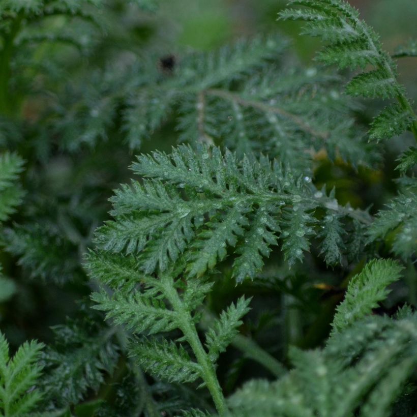 Anthemis tinctoria Sauce Hollandaise - Färber-Hundskamille (Laub)