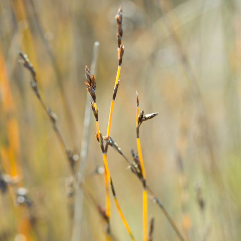 Apodasmia similis (Blüte)