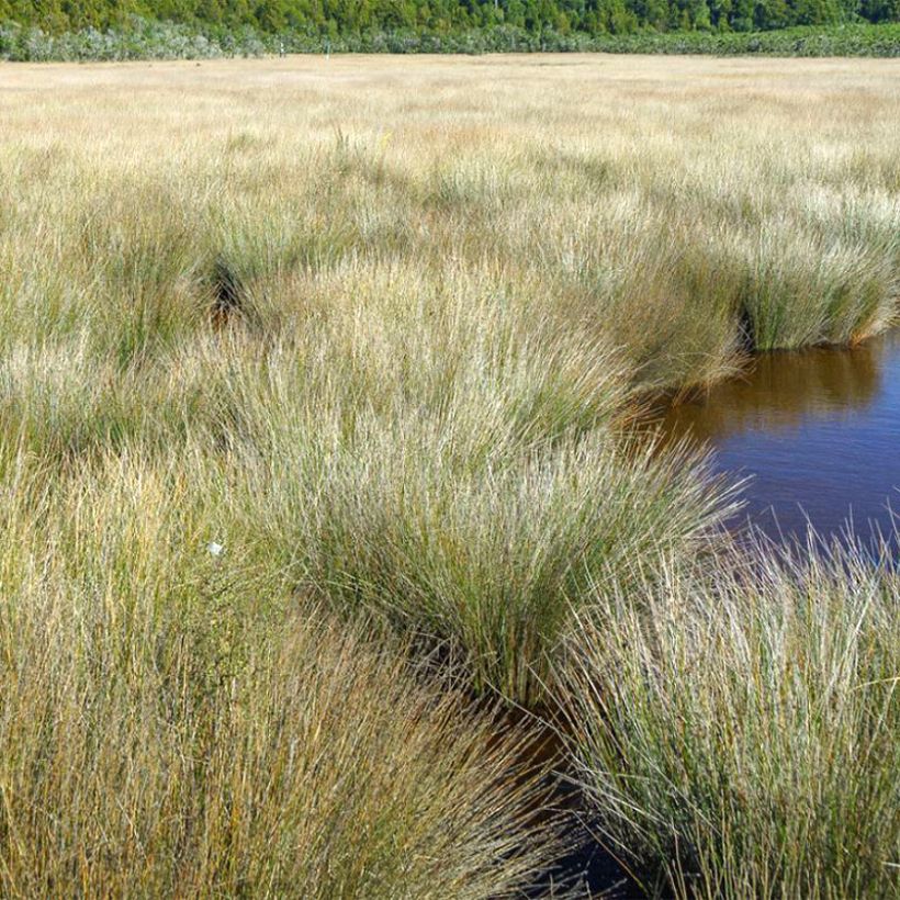 Apodasmia similis (Hafen)