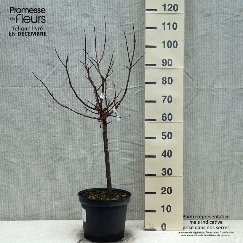 Exemplar von Prunus Aprium Cot'n Candy Topf mit 7,5L/10L, Gobelet-FormGelieferte Höhe ca. 140/160cm wie im Winter geliefert