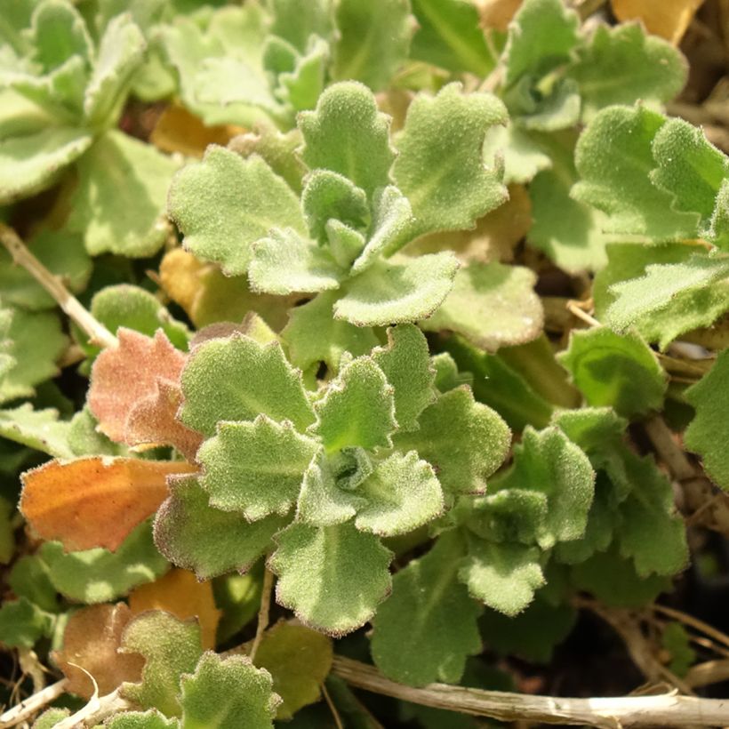 Arabis caucasica Alabaster - Kaukasische Gänsekresse (Laub)