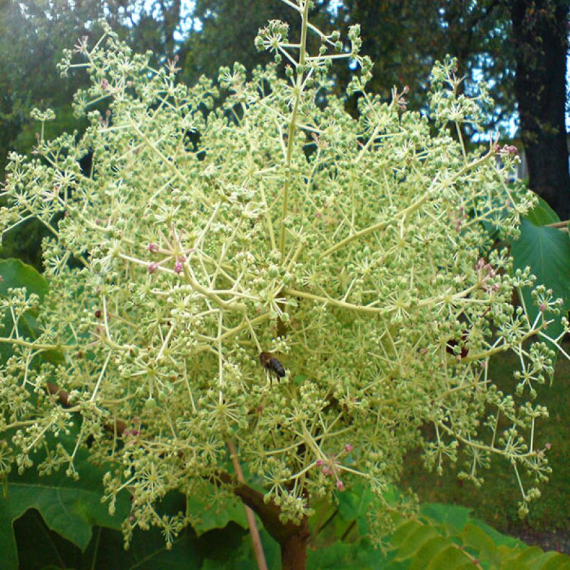 Aralia elata - Aralie (Blüte)