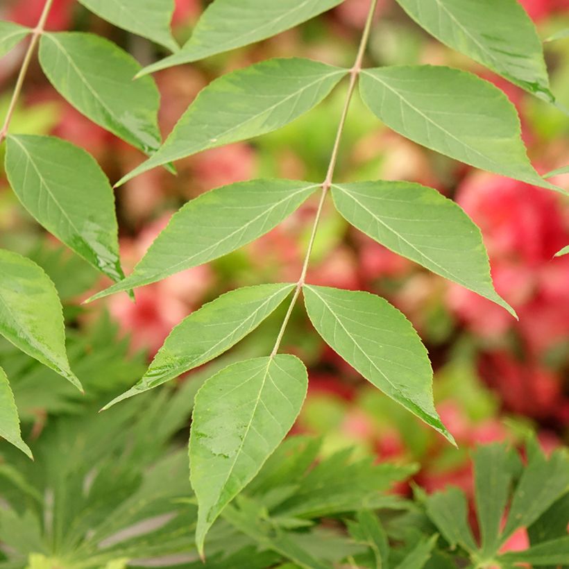 Aralia elata Golden Umbrella - Aralie (Laub)