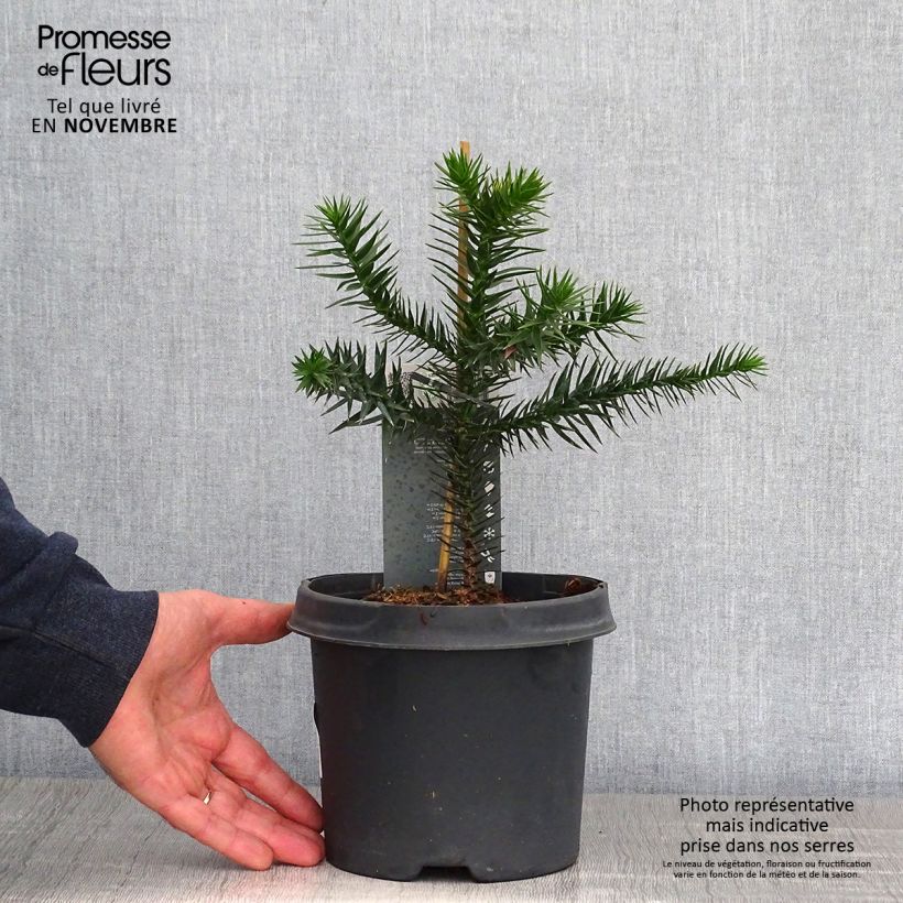 Exemplar von Araucaria araucana (imbricata) - Désespoir des singes pot de 2L wie im Herbst geliefert