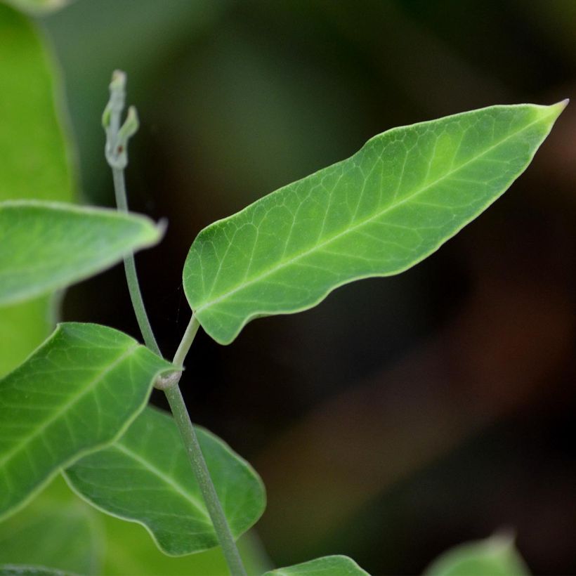 Araujia sericifera Alba - Araujie (Laub)