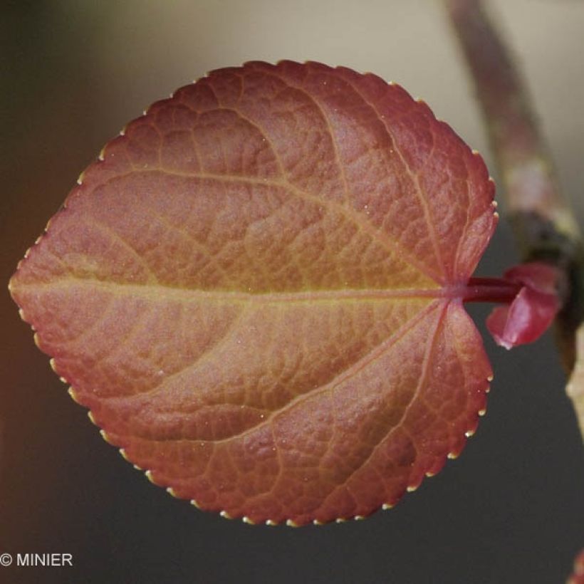 Japanischer Kuchenbaum - Cercidiphyllum japonicum (Laub)