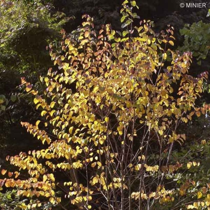 Japanischer Kuchenbaum - Cercidiphyllum japonicum (Hafen)