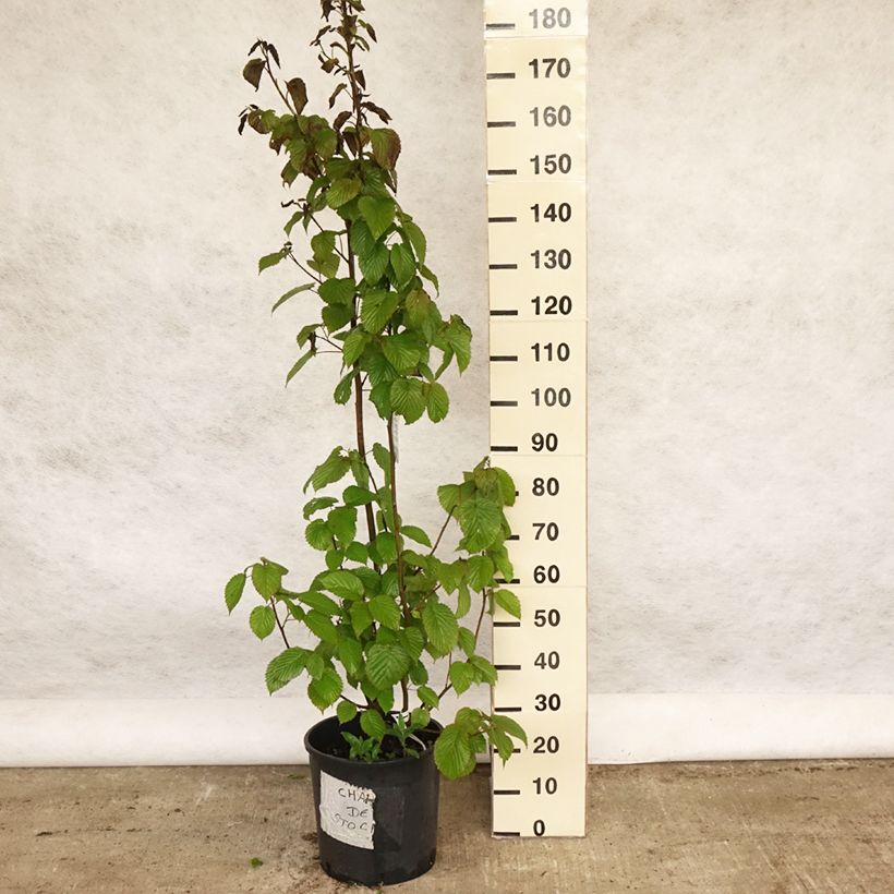 Exemplar von Davidia involucrata var. vilmoriniana - Taschentuchbaum Topf mit 18L/20LGelieferte Höhe ca. 100+cm wie im Frühjahr geliefert