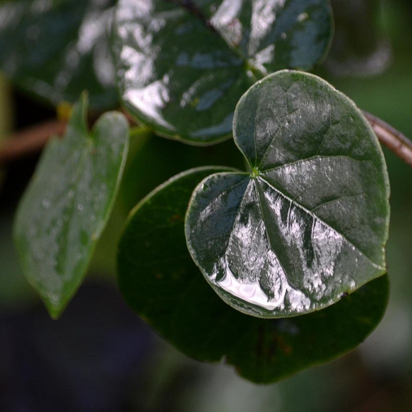 Judasbaum - Cercis siliquastrum (Laub)