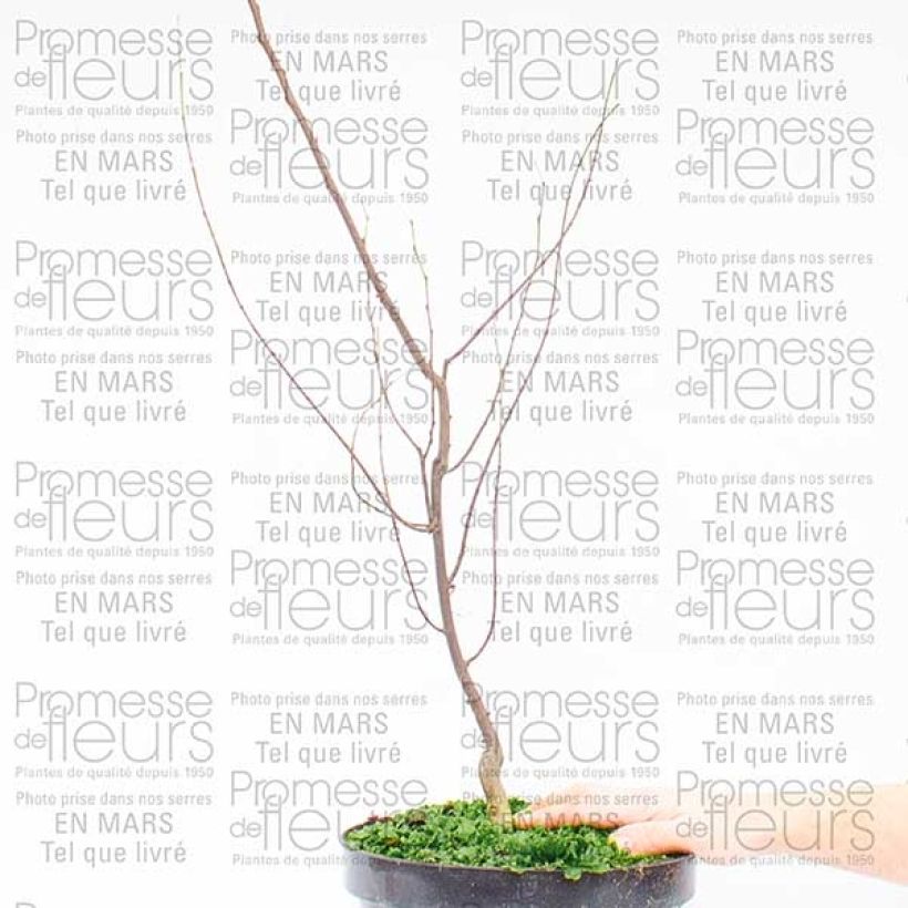 Beispiel eines Exemplars von Cercis canadensis Silver Lining - Arbre de Judée panaché Pot de 7,5L/10L wie geliefert