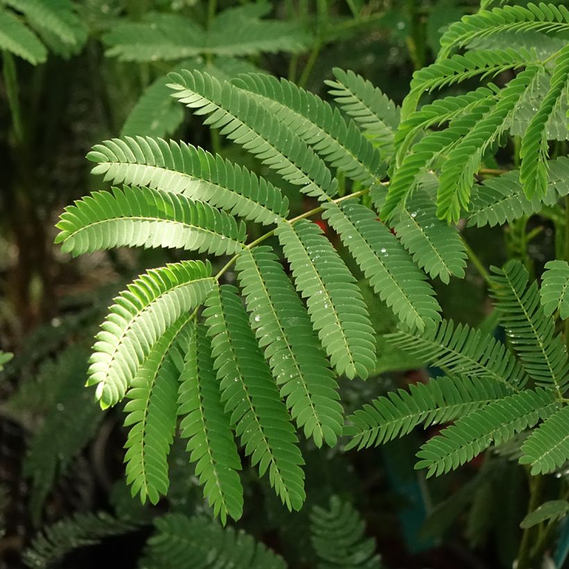 Albizia julibrissin Rouge de Tuilière - Seidenakazie (Laub)