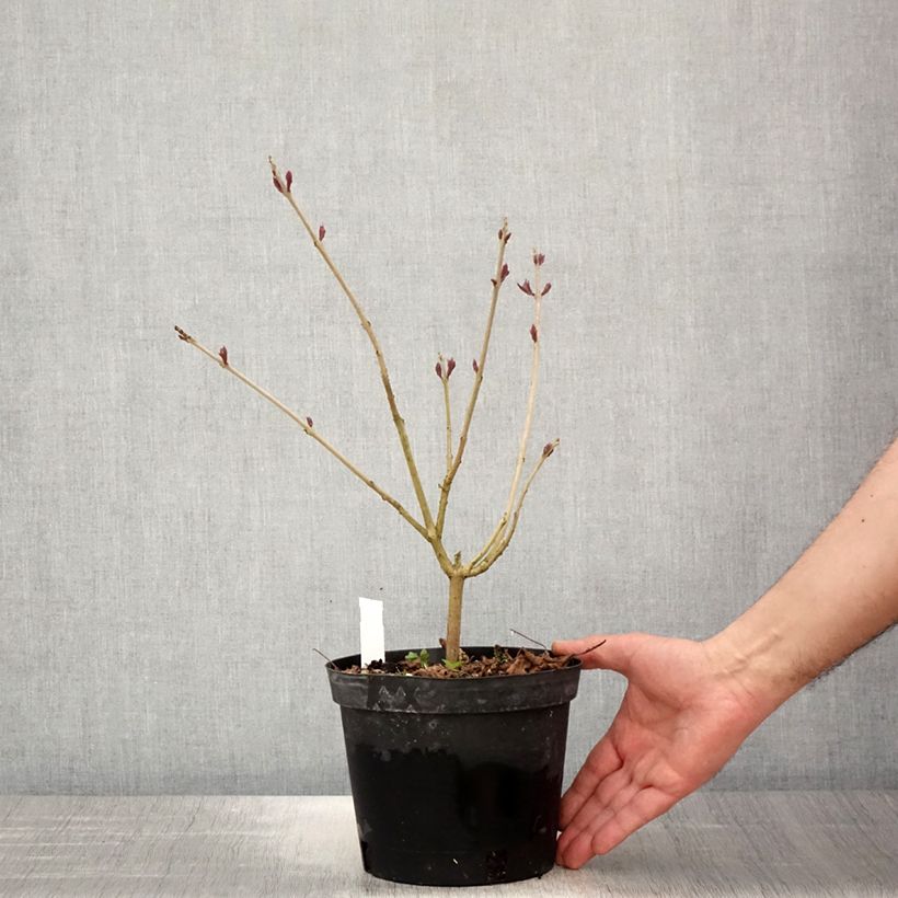 Exemplar von Japanischer Losbaum Fargesii - Clerodendrum trichotomum Topf mit 2L/3LGelieferte Höhe ca. 20/30cm wie im Frühjahr geliefert