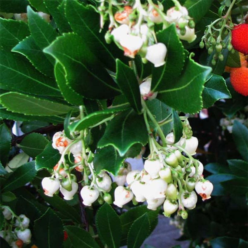 Westlicher Erdbeerbaum - Arbutus unedo (Blüte)