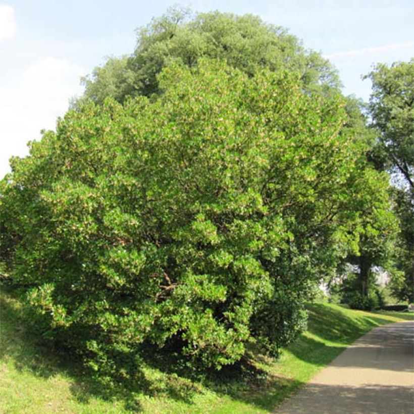 Westlicher Erdbeerbaum - Arbutus unedo (Hafen)