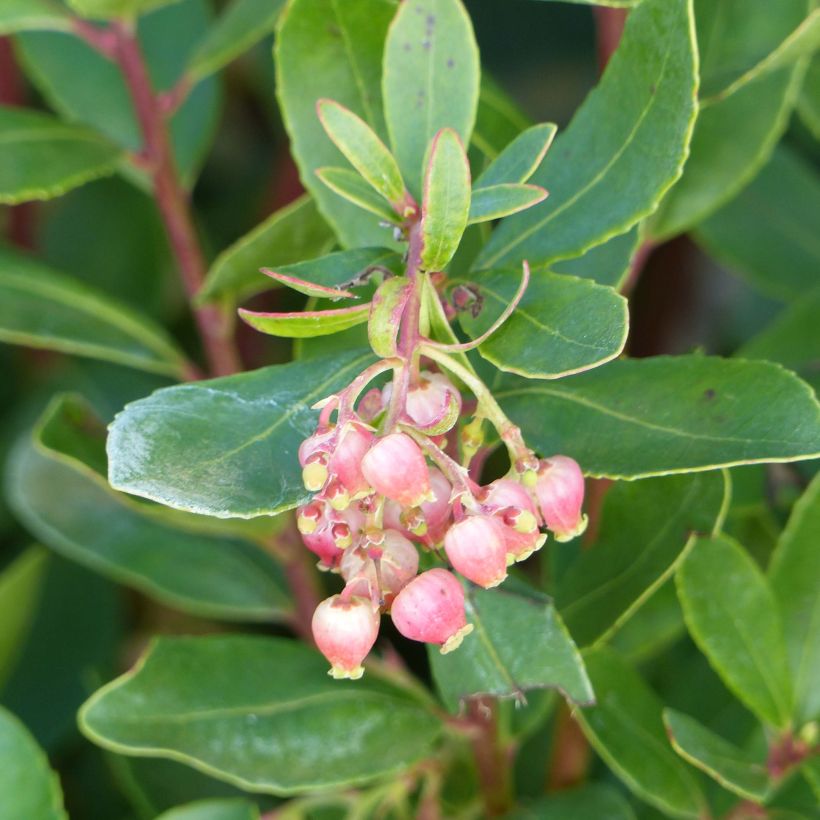 Arbutus unedo Roselily Minlily - Westlicher Erdbeerbaum (Blüte)