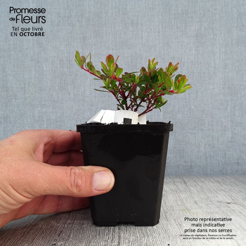 Exemplar von Arctostaphylos uva-ursi - Raisin d'ours Godet de 9 cm wie im Herbst geliefert