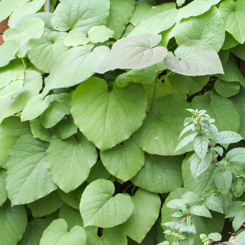 Aristolochia macrophylla - Windende Osterluzei (Laub)