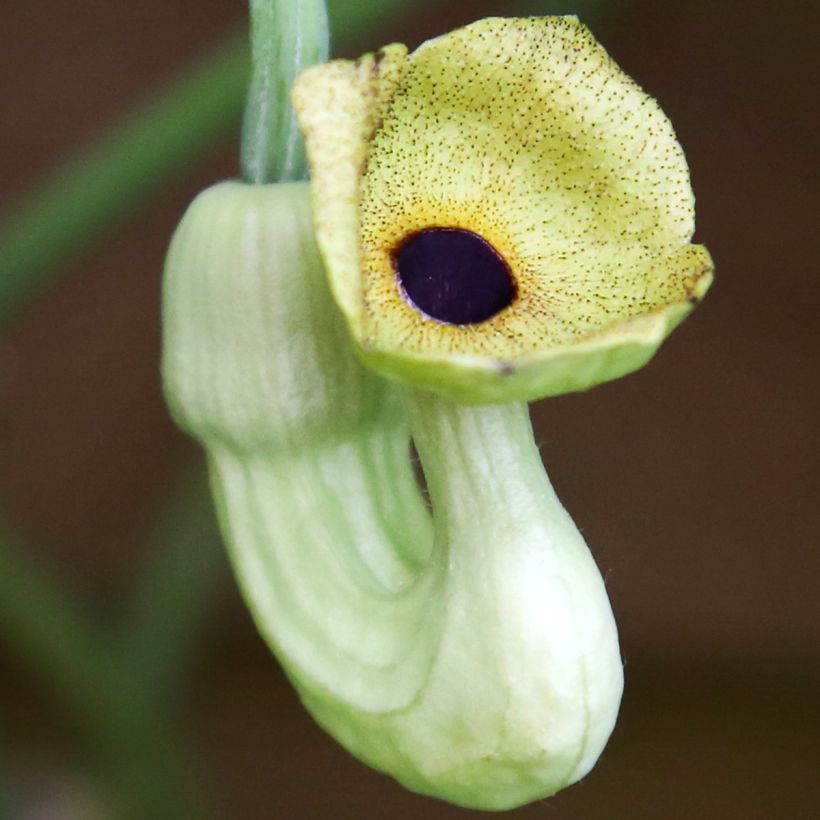 Aristolochia macrophylla - Windende Osterluzei (Blüte)