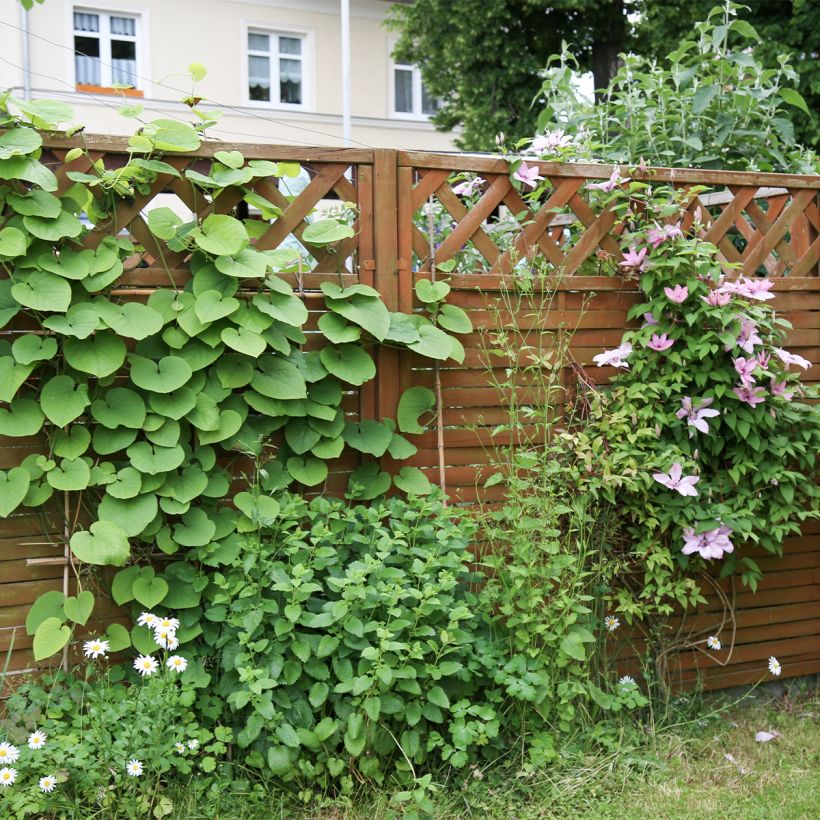 Aristolochia macrophylla - Windende Osterluzei (Hafen)