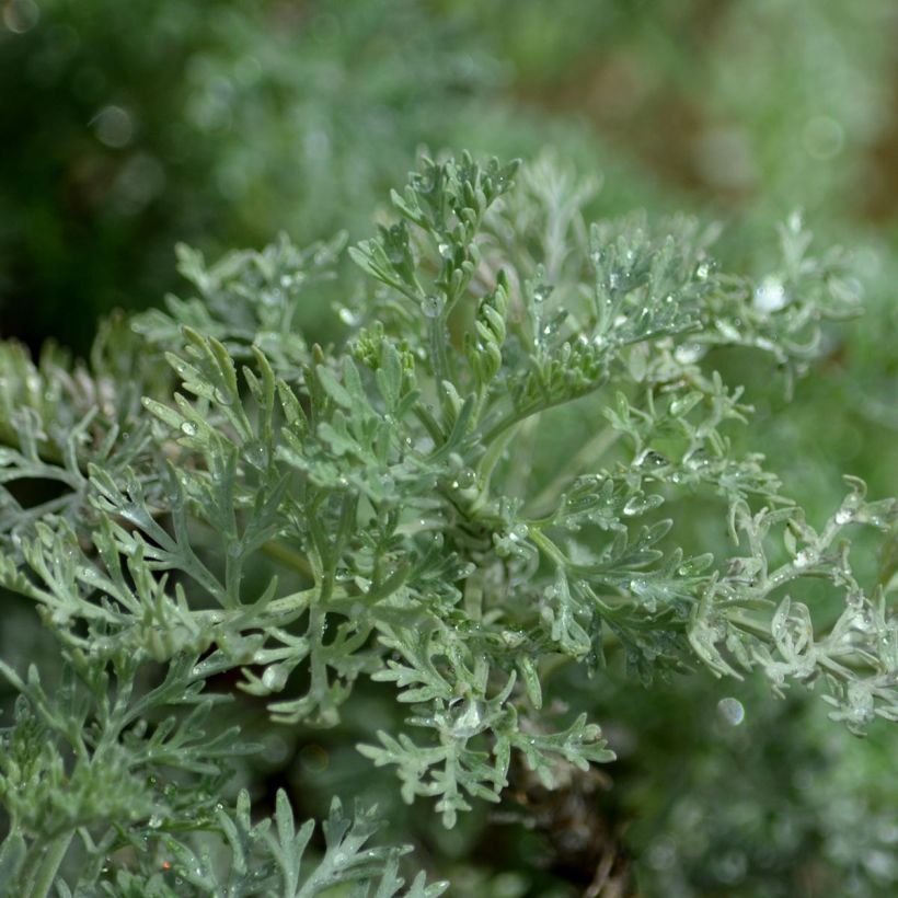 Strauch-Beifuß Powis Castle - Artemisia arborescens (Laub)