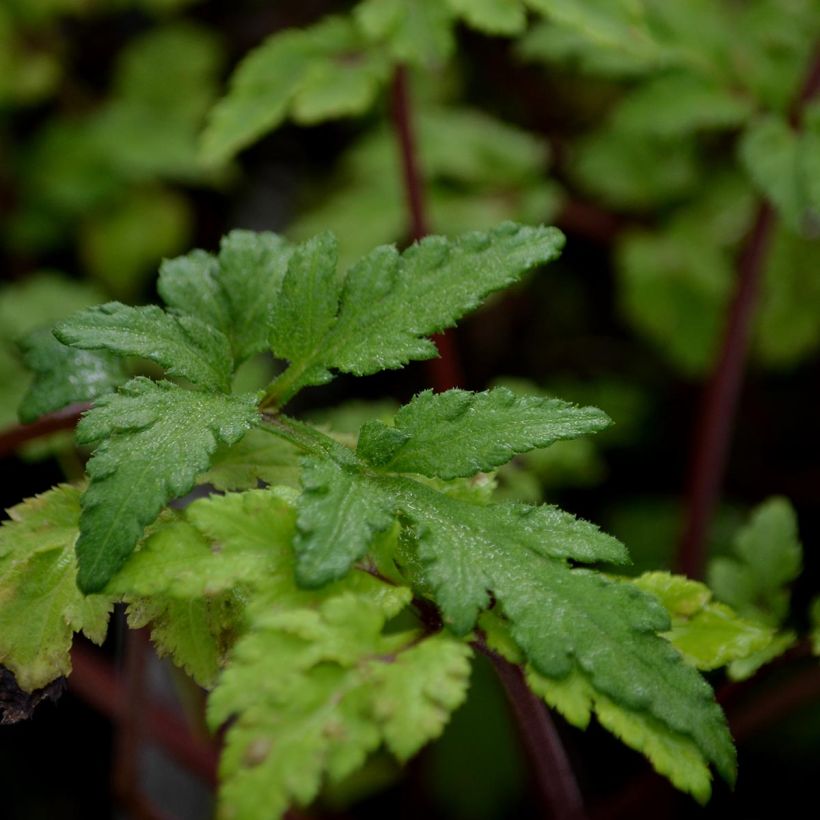 Elfenraute Guizhou - Artemisia lactiflora (Laub)