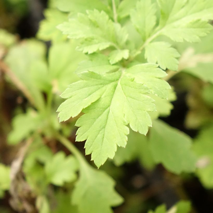 Gemeiner Beifuß Bio - Artemisia vulgaris (Laub)