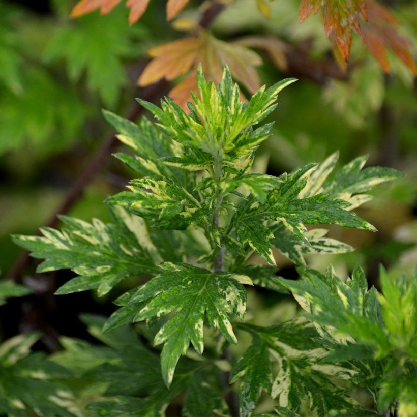 Gemeiner Beifuß Oriental Limelight - Artemisia vulgaris (Laub)