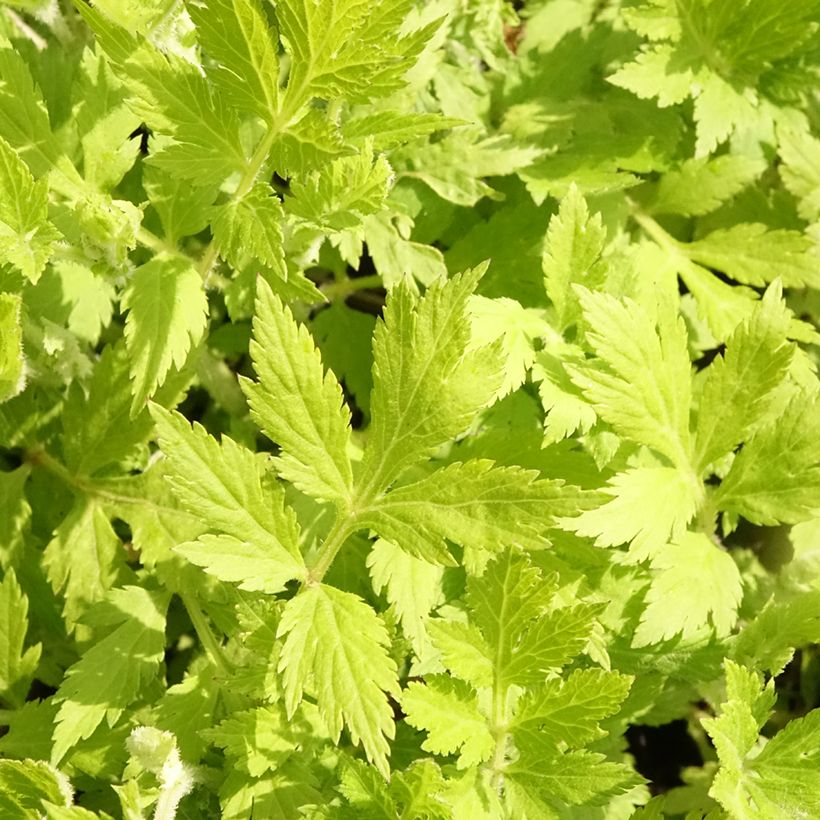 Elfenraute Jim Russel - Artemisia lactiflora (Laub)