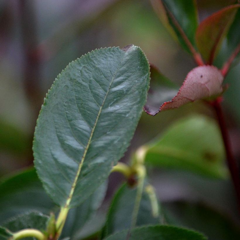 Filzige Apfelbeere Brilliant - Aronia arbutifolia (Laub)