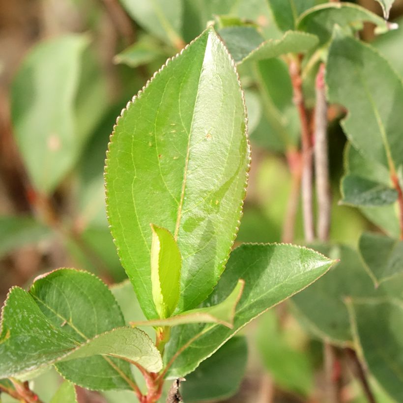 Pflaumenblättrige Apfelbeere Lowberry Little Helpers - Aronia (Laub)