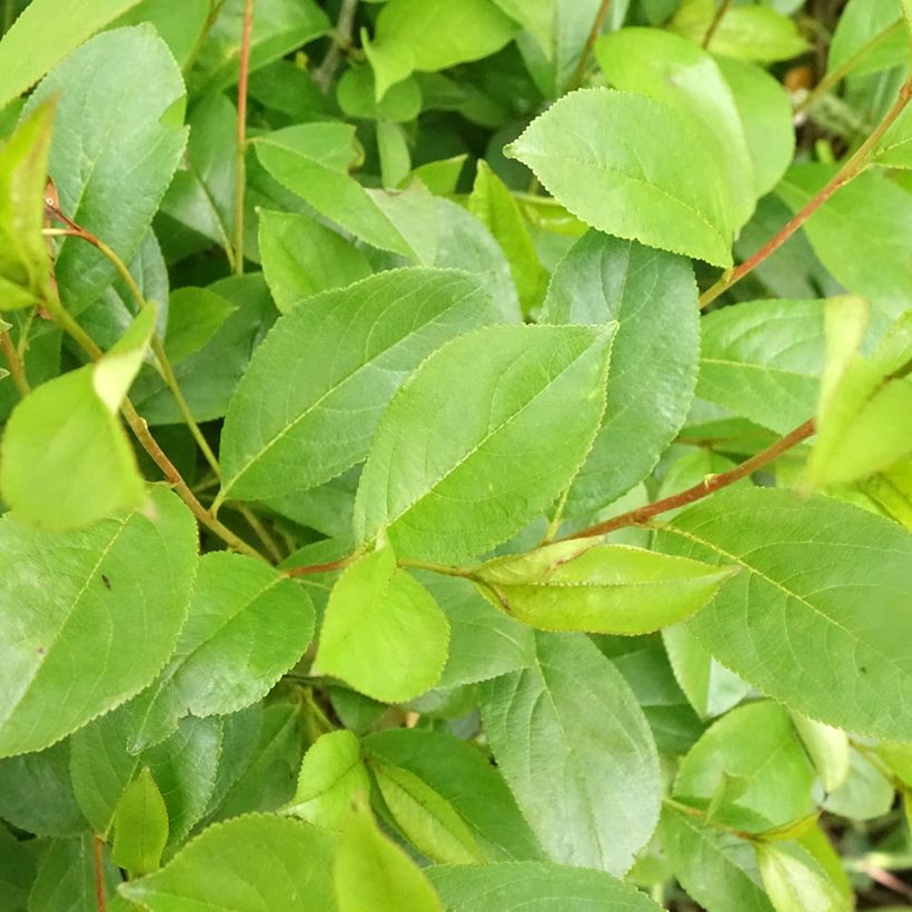 Aronia melanocarpa Professor Ed - Schwarze Apfelbeere (Laub)