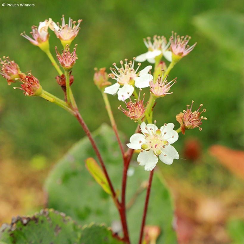 Apfelbeere Revontuli Hedger - Aronia melanocarpa (Blüte)