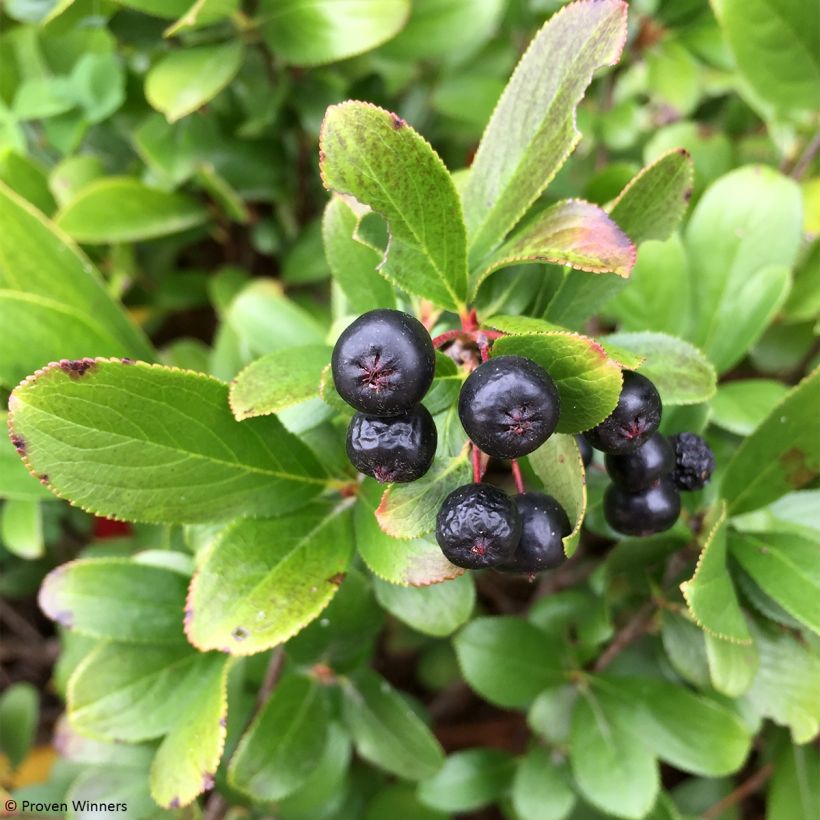 Apfelbeere Revontuli Mound - Aronia melanocarpa (Ernte)