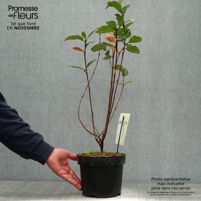 Exemplar von Aronia prunifolia Aron - Aronie en pot de 2L/3L wie im Herbst geliefert