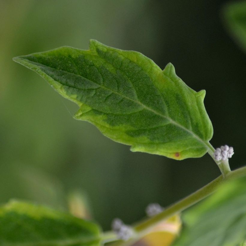 Pflaumenblättrige Apfelbeere Viking - Aronia (Laub)