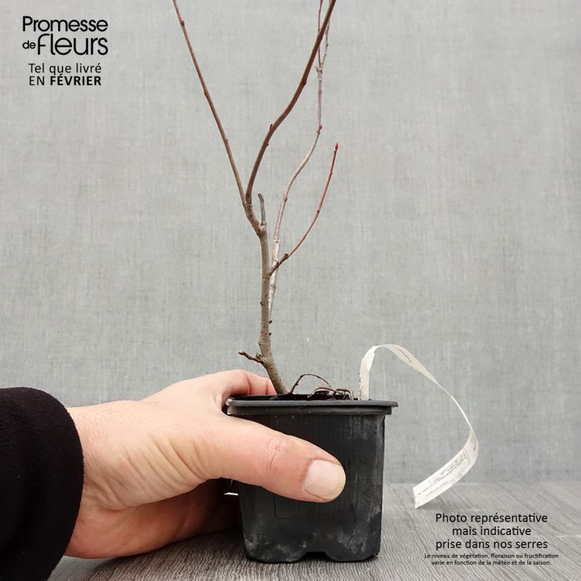 Exemplar von Aronia prunifolia Viking en godet de 7/8 cm wie im Winter geliefert