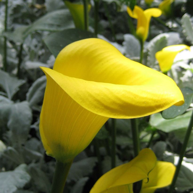 Zantedeschia Solfatare - Calla (Blüte)