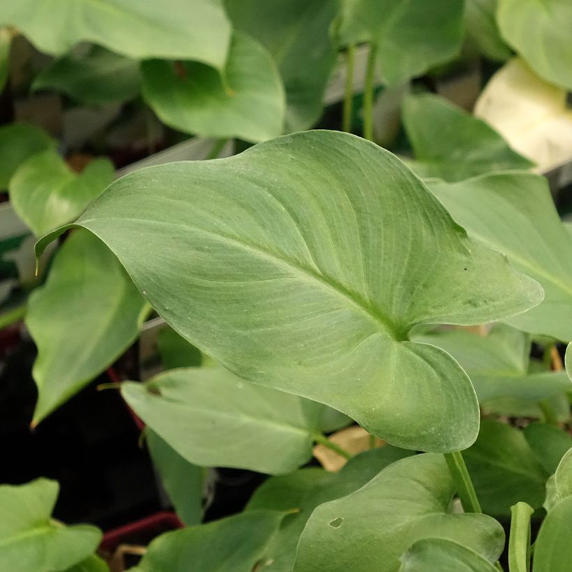 Zantedeschia aethiopica - Zimmercalla (Laub)