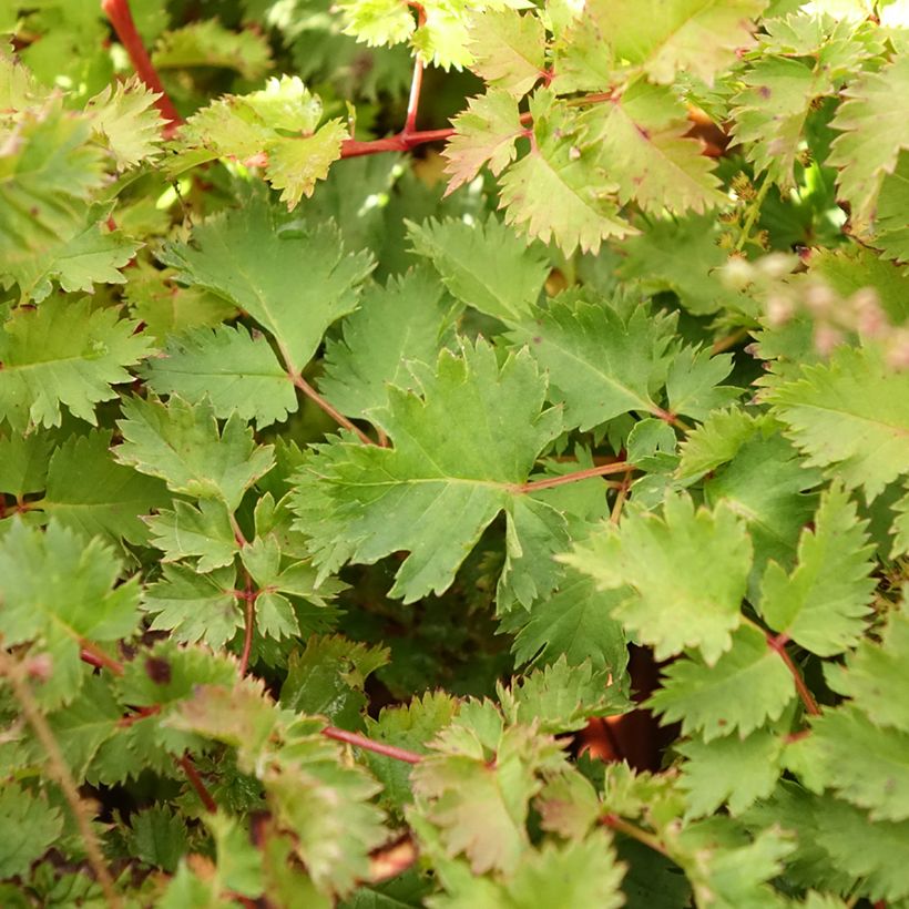 Aruncus Chantilly Lace - Geissbart (Laub)